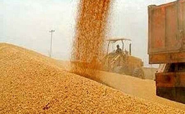 ۳ کامیون گندم معیوب پیش از ورود به چرخه تولید آرد در ایلام توقیف شد