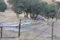 کشاورز ایلامی ۱۲ بسته یونجه به پایگاه گوزن زرد ایرانی اهدا کرد کشاورز ایلامی ۱۲ بسته یونجه به پایگاه گوزن زرد ایرانی اهدا کرد