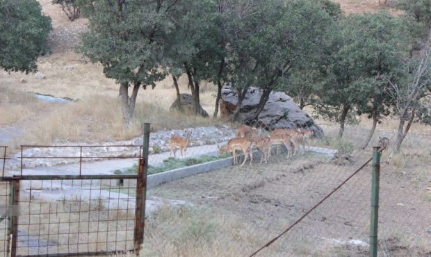 کشاورز ایلامی ۱۲ بسته یونجه به پایگاه گوزن زرد ایرانی اهدا کرد