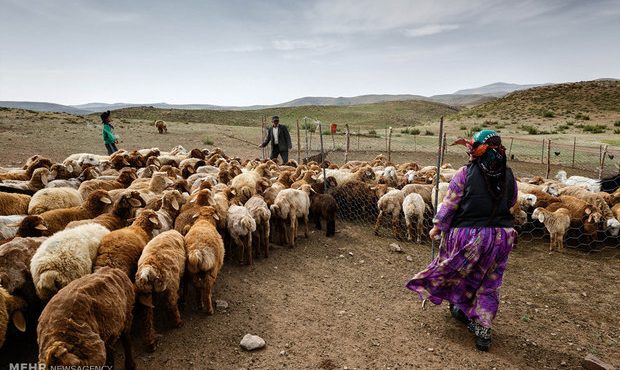 جامعه عشایری ایلام سالانه ۱۰۰ هزار تن محصول دامی تولید می‌کنند
