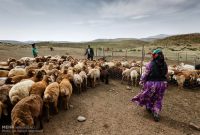 مدیرکل امور عشایری استان: مقدمات کوچ عشایر به مناطق قشلاقی ایلام آغاز شد