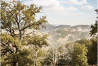 اهمیت حیاتی جنگل‌های بلوط زاگرس و بحران زوال