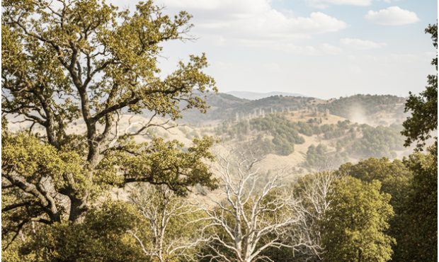 اهمیت حیاتی جنگل‌های بلوط زاگرس و بحران زوال