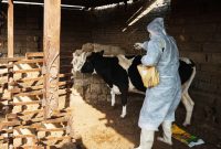 سرپرست اداره‌کل دامپزشکی ایلام تاکید کرد: ایلام عاری از تب برفکی