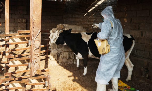 سرپرست اداره‌کل دامپزشکی ایلام تاکید کرد: ایلام عاری از تب برفکی