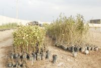 طرح غنی‌سازی جنگل با نهال‌های بیولوژیک در مهران آغاز شد