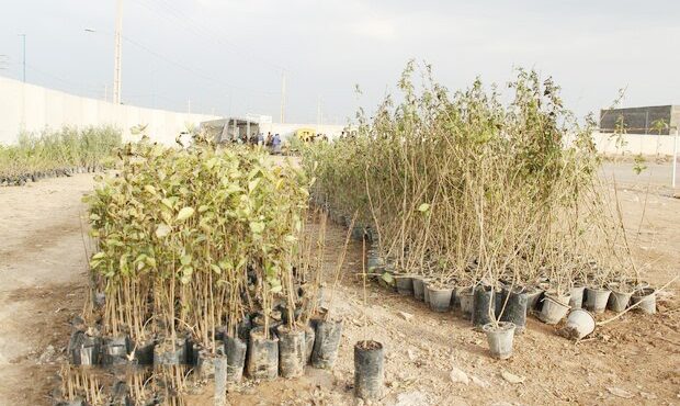 طرح غنی‌سازی جنگل با نهال‌های بیولوژیک در مهران آغاز شد