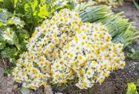 رئیس جهادکشاورزی استان ایلام خبر داد: ایلام رتبه اول کشت گل نرگس در کشور را دارد