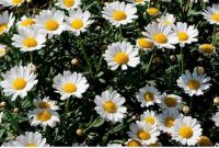 رئیس جهادکشاورزی استان ایلام خبر داد: سطح زیر کشت گیاهان دارویی در ایلام ۲۶۰ هکتار است