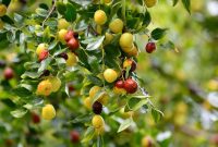 مدیرکل منابع طبیعی استان خبر داد: برداشت «کنار» تا پایان دی ماه در مهران ادامه دارد