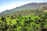 مدیرکل منابع طبیعی و آبخیزداری ایلام خبر داد: چهار میلیون نهال در ایلام تولید شد