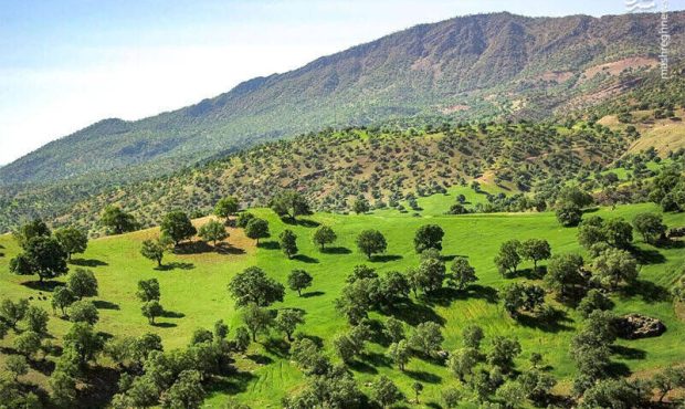 مدیرکل منابع طبیعی و آبخیزداری ایلام خبر داد: چهار میلیون نهال در ایلام تولید شد