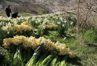 برداشت گل نرگس در استان ایلام آغاز شد