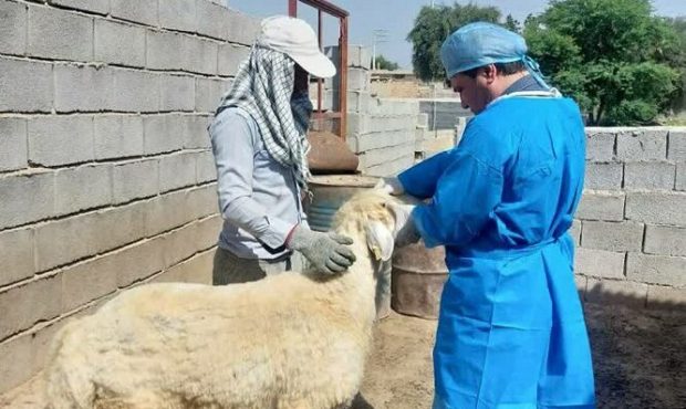 واکسیناسیون ۹۴ میلیون نوبت سر طیور صنعتی در ایلام واکسیناسیون ۹۴ میلیون نوبت سر طیور صنعتی در ایلام
