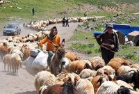 تولید سالانه یک هزار میلیارد تومان محصولات عشایر ایلام از دل مراتع تولید سالانه یک هزار میلیارد تومان محصولات عشایر ایلام از دل مراتع