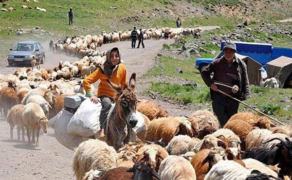 تولید سالانه یک هزار میلیارد تومان محصولات عشایر ایلام از دل مراتع تولید سالانه یک هزار میلیارد تومان محصولات عشایر ایلام از دل مراتع