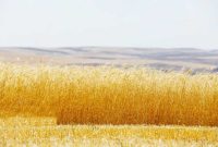 ۱۷۰ هزار تن گندم از کشاورزان استان ایلام خریداری شد