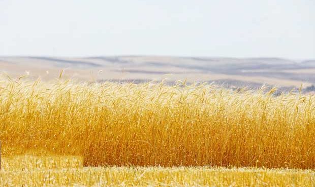 ۱۷۰ هزار تن گندم از کشاورزان استان ایلام خریداری شد