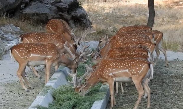 انتقال ۷۰ راس گوزن زرد ایرانی از ایلام به استانهای همجوار انتقال ۷۰ راس گوزن زرد ایرانی از ایلام به استانهای همجوار
