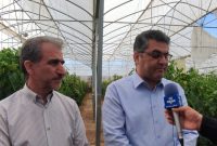 ۲۵۰ میلیارد تومان برای توسعه گلخانه‌های ایلام سرمایه‌گذاری می‌شود