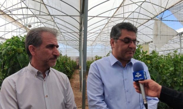 ۲۵۰ میلیارد تومان برای توسعه گلخانه‌های ایلام سرمایه‌گذاری می‌شود