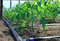 آبیاری ۲۰۰ هکتار از اراضی کشاورزی هلیلان با سیستمهای نوین آبیاری ۲۰۰ هکتار از اراضی کشاورزی هلیلان با سیستمهای نوین