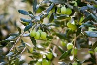 پایداری تامین آب۱۰۰ هکتار از باغات انگور و زیتون در چرداول پایداری تامین آب۱۰۰ هکتار از باغات انگور و زیتون در چرداول