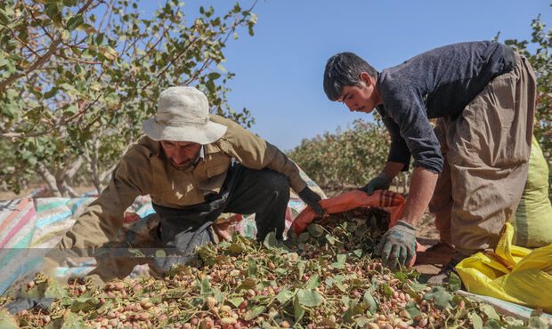 برداشت پسته از ۱۸۲ هکتار باغات ایلام آغاز شد برداشت پسته از ۱۸۲ هکتار باغات ایلام آغاز شد