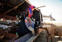 مدیرکل امور عشایر ایلام خبر داد: عشایر ایلام کارت شناسایی ملی دریافت می‌کنند