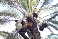 برنامه‌ریزی برای توسعه نخلستان‌های اقتصادی در استان ایلام